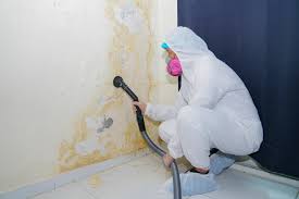 Why You Should Choose Our Mold Remediation Services in Washington, MO